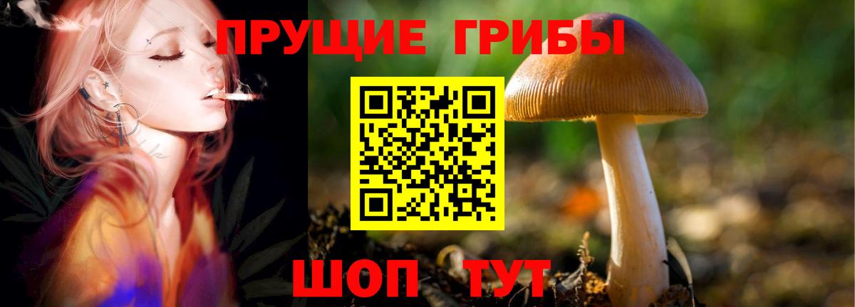 Псилоцибиновые грибы Psilocybe Кудрово
